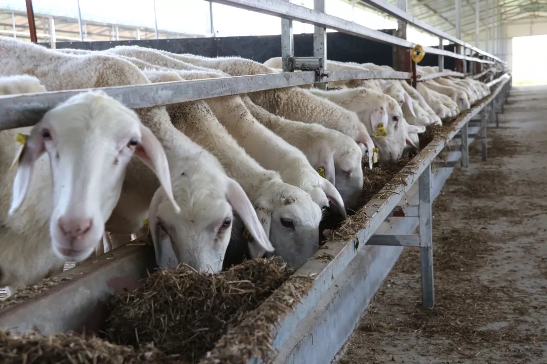 1545121543449880.jpg 640.webp (2).jpg