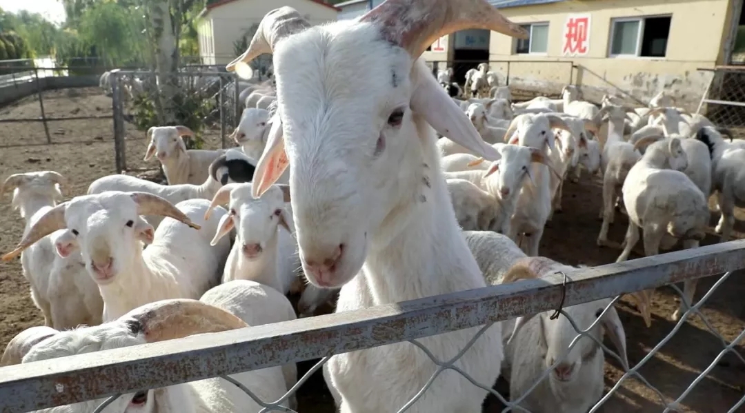 1545121751142292.jpg 640.webp (5).jpg