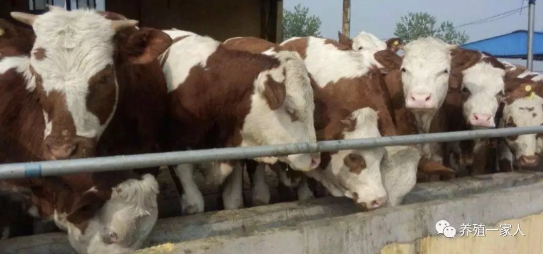 1557022032420506.jpg 640.webp.jpg