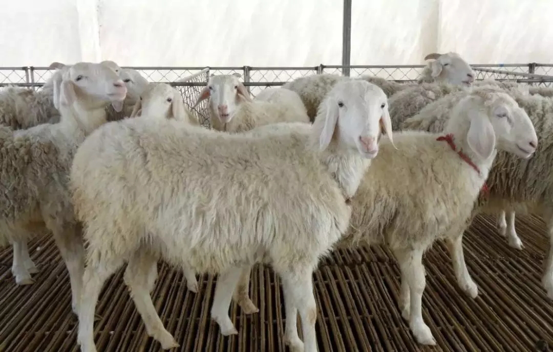 1557022046575808.jpg 640.webp (1).jpg