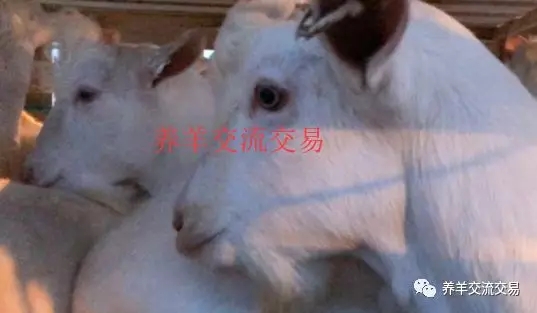 1558076047606619.jpg 640.webp (1).jpg