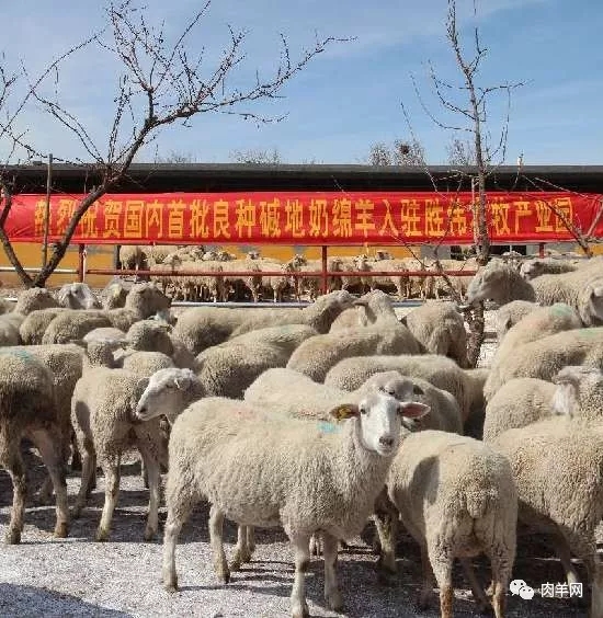 1558750003606360.jpg 640.webp.jpg