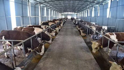 1559630186244549.jpg u=3874986619,1882660288&fm=26&gp=0.jpg