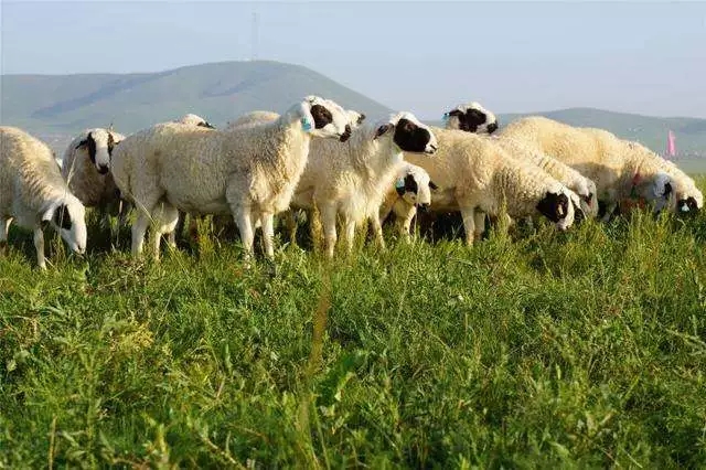 1560847911131053.jpg 1.webp.jpg