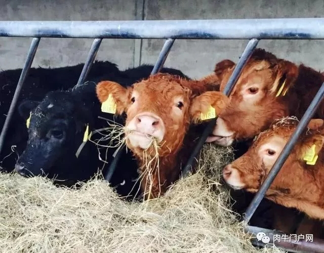 1560913453460267.jpg 2.webp.jpg