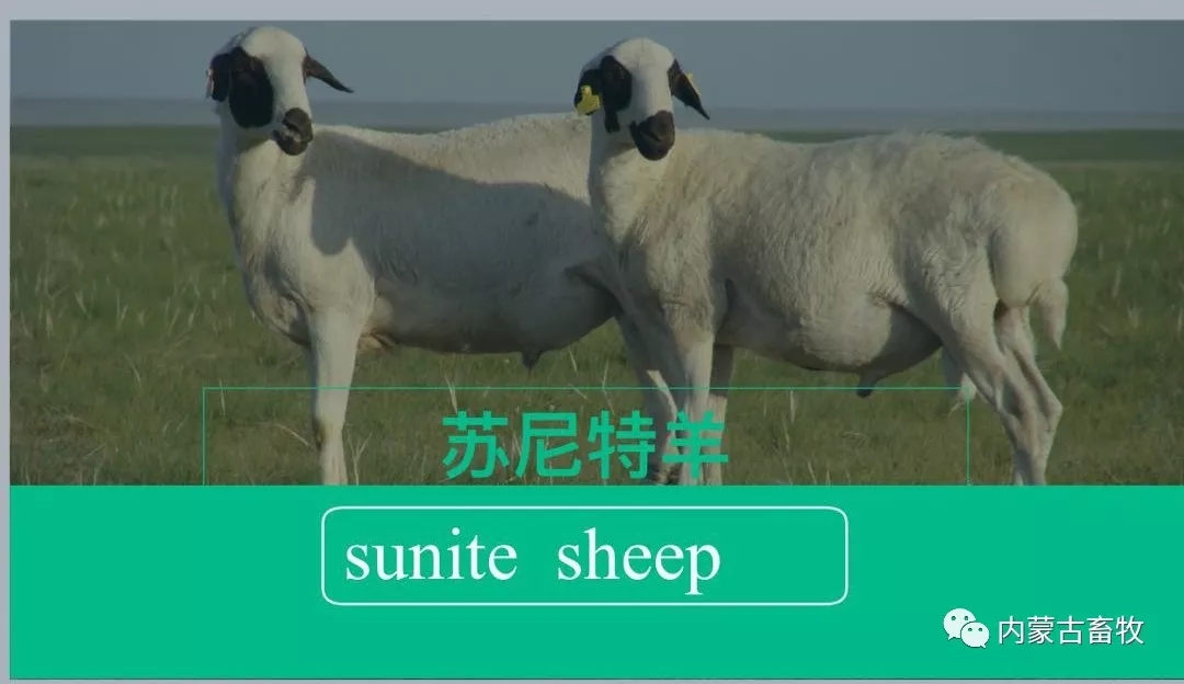 1561770744119198.jpg 640.webp.jpg