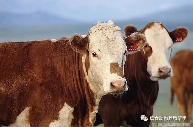 1562135447126668.jpg 640.webp.jpg