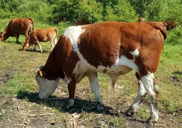 1566377862105040.jpg 640.webp (1).jpg