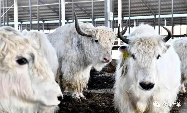 1621558494656708.jpg 1621558494656708.jpg