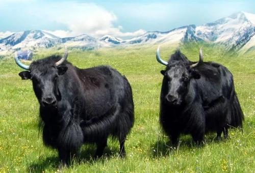 1621493204325019.jpg u=555056068,427627245&fm=26&gp=0.jpg