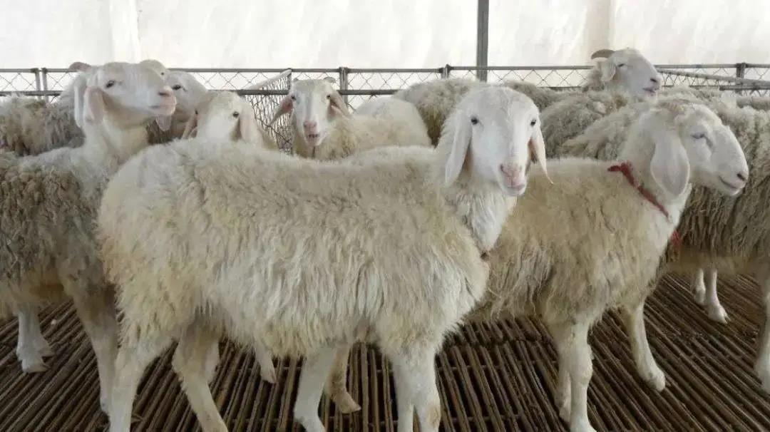 1621904303426143.jpg 1621904303426143.jpg