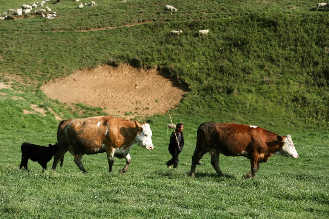 1622623162738812.jpg 1622623162738812.jpg