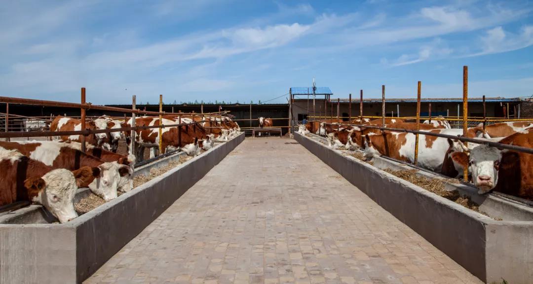 1622689272527182.jpg 1622689272527182.jpg