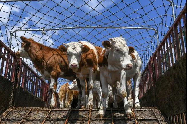 1622856415582994.jpg 1622856415582994.jpg