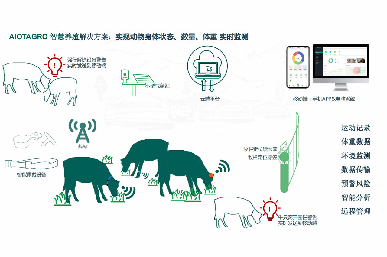 养殖行业的科技革命：科学养殖解决方案，让养牛更智能