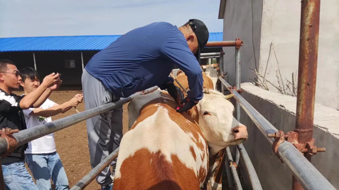 通辽扎鲁特旗肉牛数智大数据平台建设项目